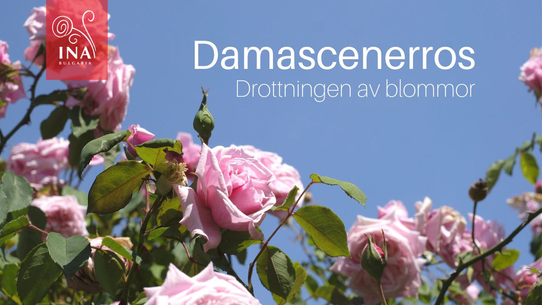 Därför behöver du flytande GULD i dina hudhårvårdsprodukter – Drottningen av Blommor - av InaEssentials