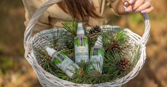 Barr av tall Pinus sylvestris och Ekologiskt Vitt Tallvatten Hydrolina