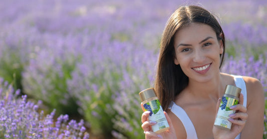 Lavendel Lavandula angustifolia och Hydrobiotic Lavendel och Mynta på lavendelfältet