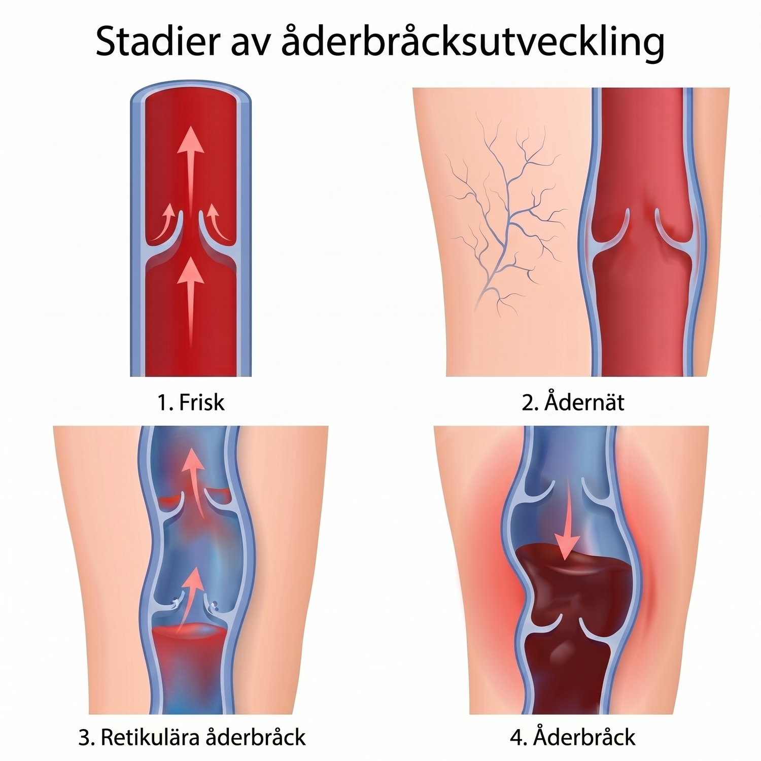 Vein anatomy diagram