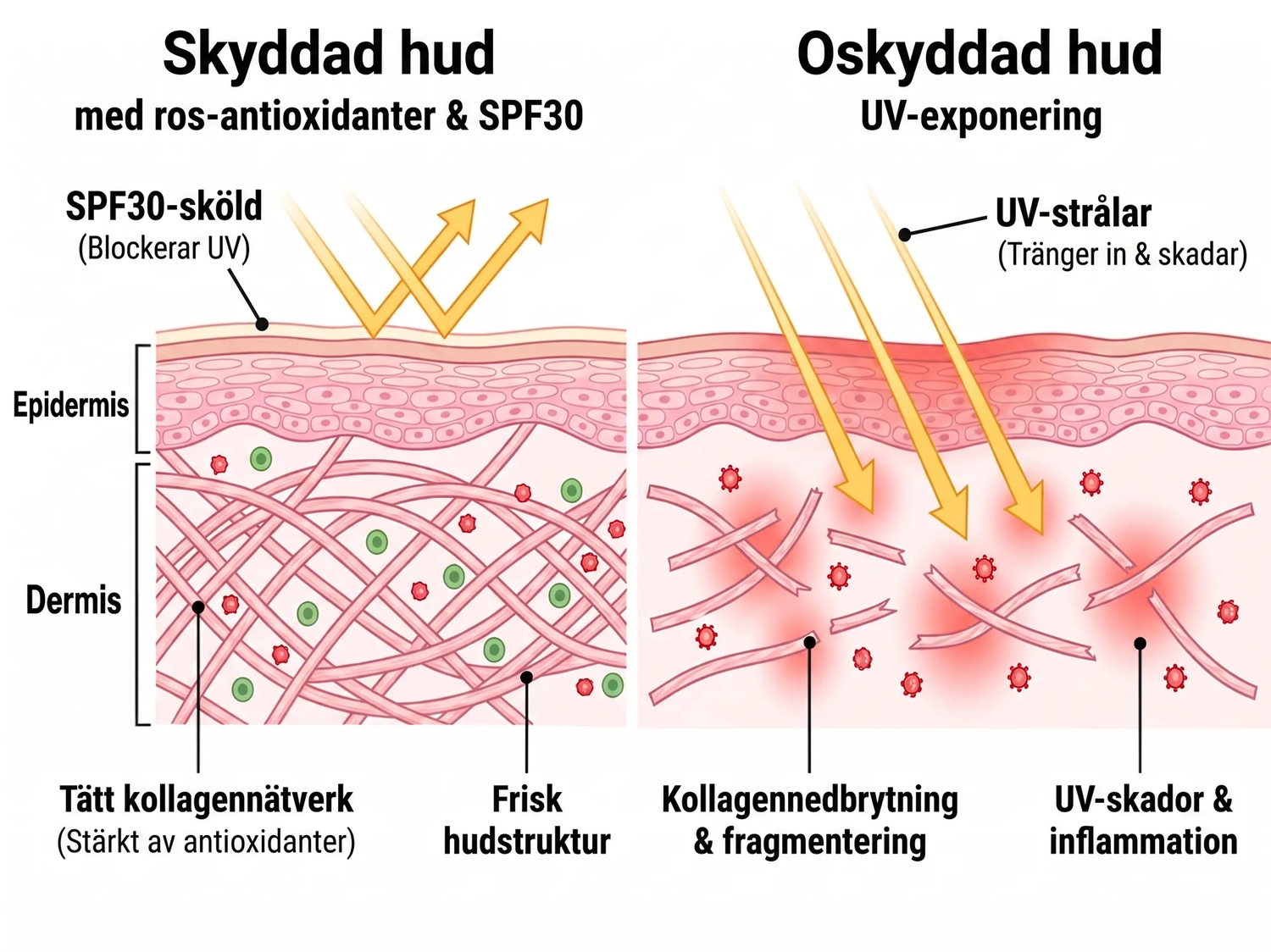 spf SE infographic